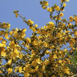 Fremontodendron californicum 'California Glory'